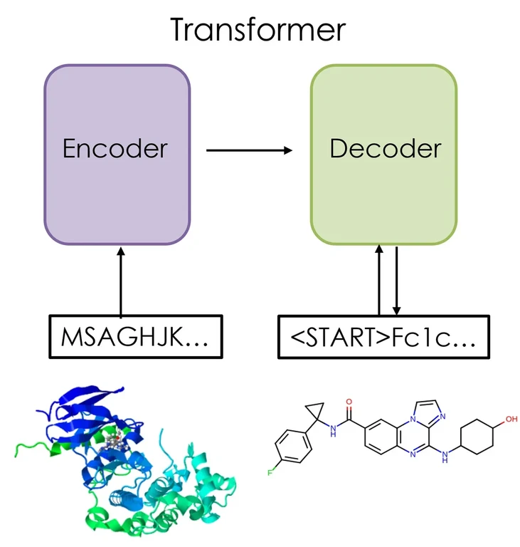 Schematische Darstellung eines Transformermodells - zur Vorhersage neuer Verbindungen auf der Basis von Proteinsequenzdaten.